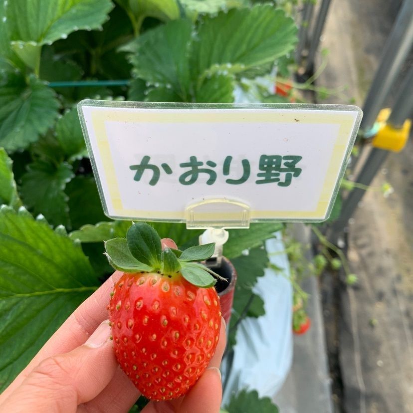 natsukokoさんが投稿した大竹いちご園に関する口コミの画像