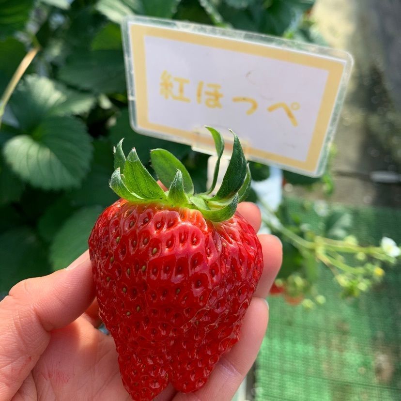 natsukokoさんが投稿した大竹いちご園に関する口コミの画像