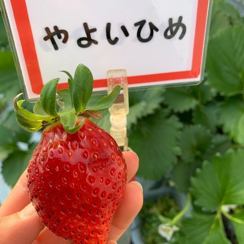 natsukokoさんが投稿した大竹いちご園に関する口コミの画像