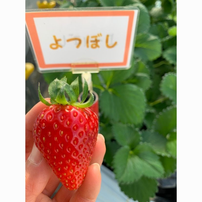natsukokoさんが投稿した大竹いちご園に関する口コミの画像