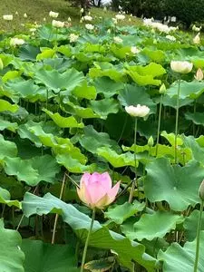 玉穂ふるさとふれあい広場