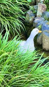 雨引山楽法寺（雨引観音）