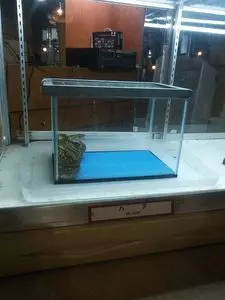 琉球村（リュウキュウムラ）