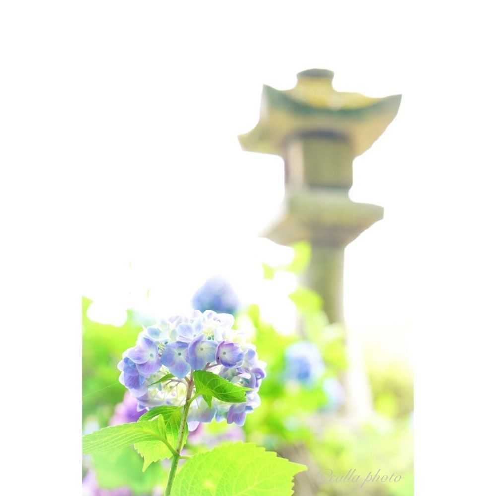 urban_garden_243aさんが投稿した金剛山寺（矢田寺）に関する口コミの画像