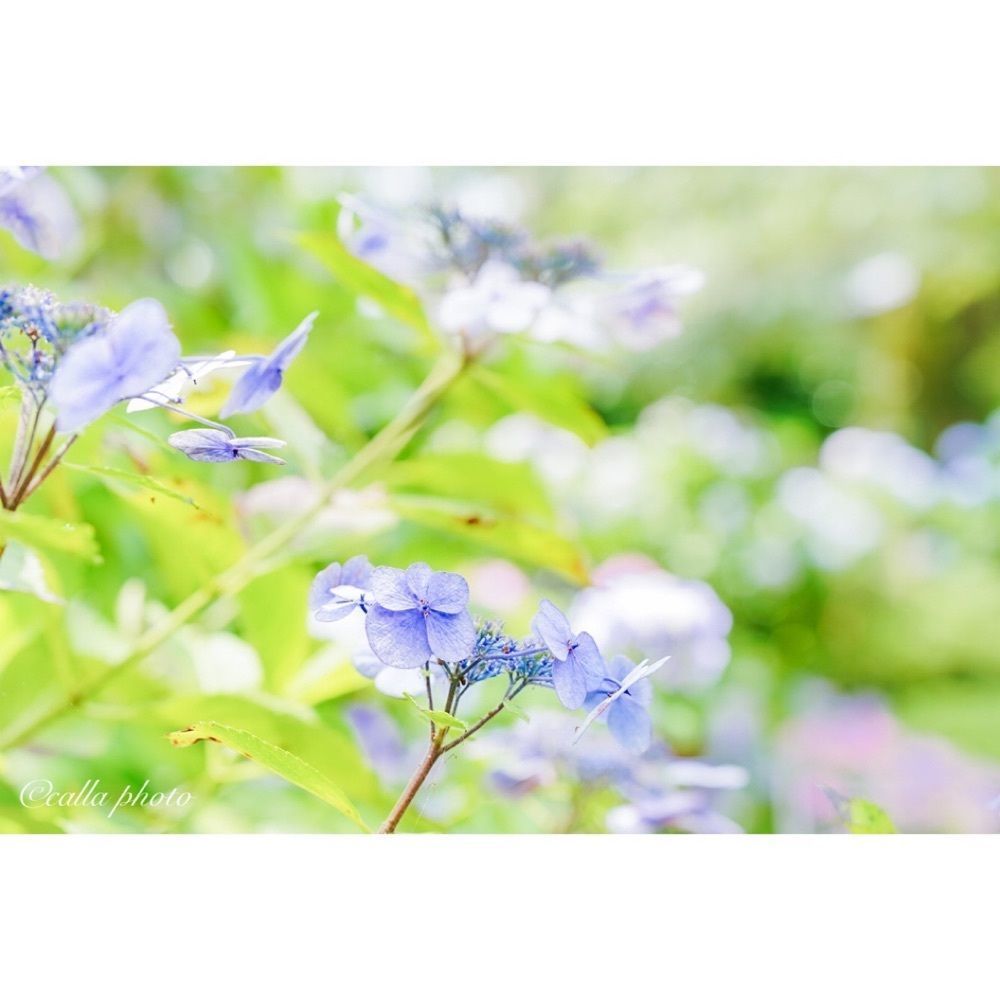 urban_garden_243aさんが投稿した金剛山寺（矢田寺）に関する口コミの画像