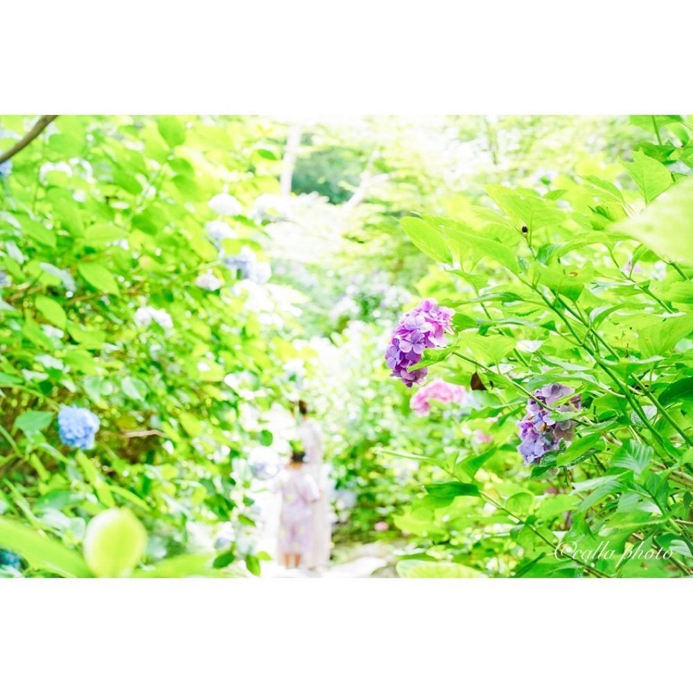 urban_garden_243aさんが投稿した金剛山寺（矢田寺）に関する口コミの画像