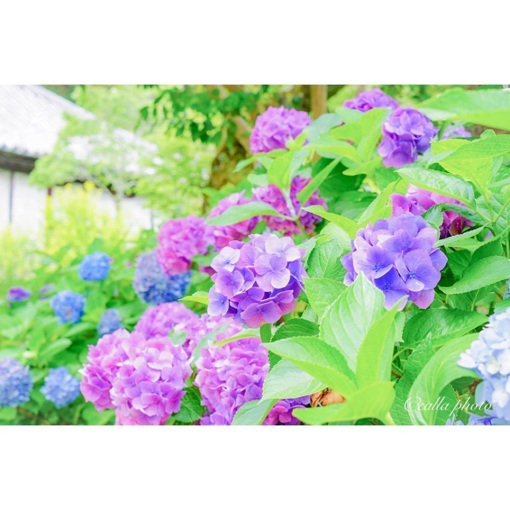 urban_garden_243aさんが投稿した金剛山寺（矢田寺）に関する口コミの画像