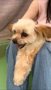 つくばわんわんランド