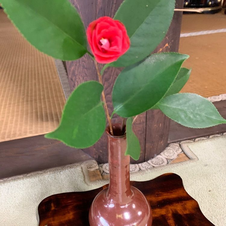 blossom&C7の画像