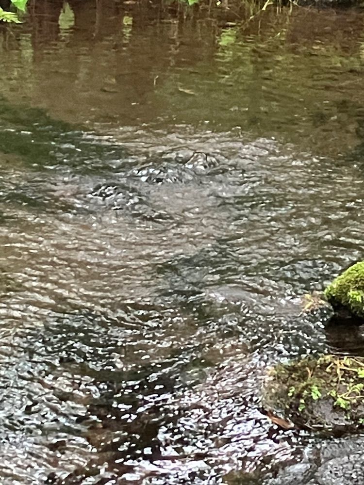 Nさんが投稿した三分一湧水に関する口コミの画像