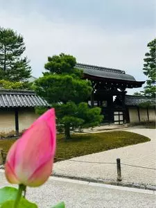 天龍寺のハス
