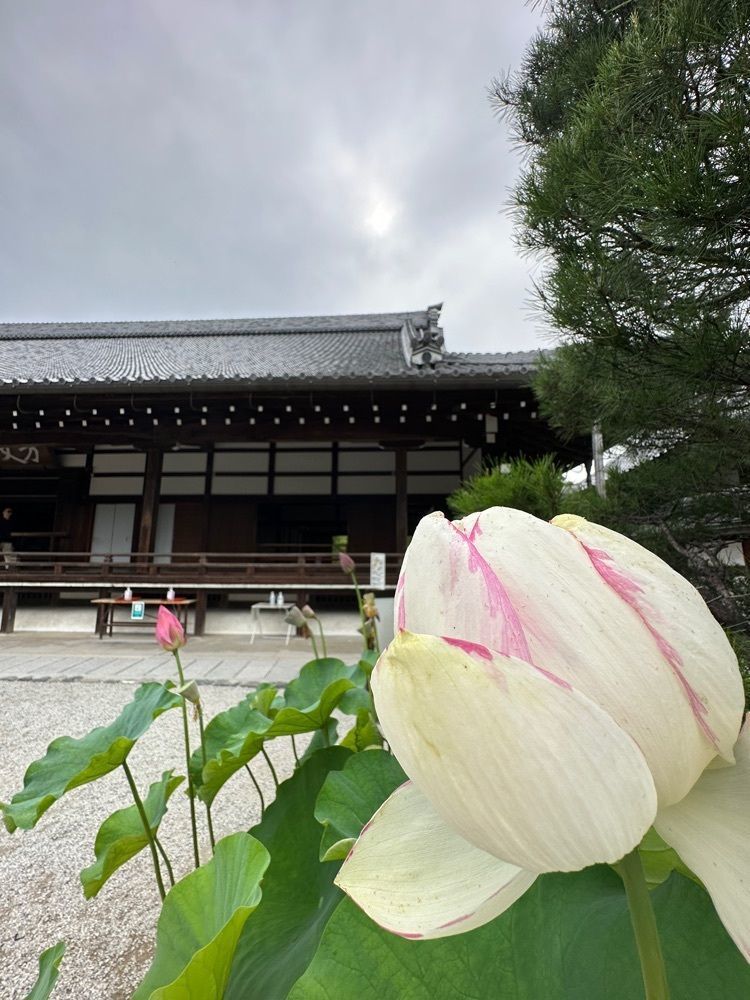 nico☺︎さんが投稿した天龍寺のハスに関する口コミの画像