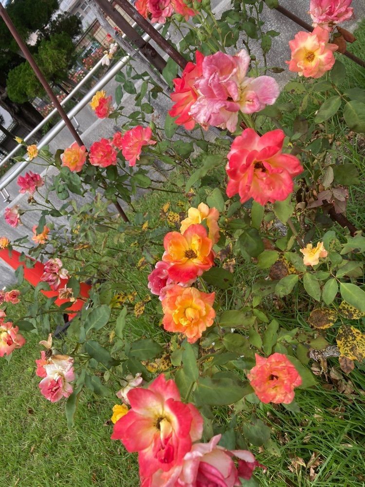咲空さんが投稿した荒牧バラ公園に関する口コミの画像