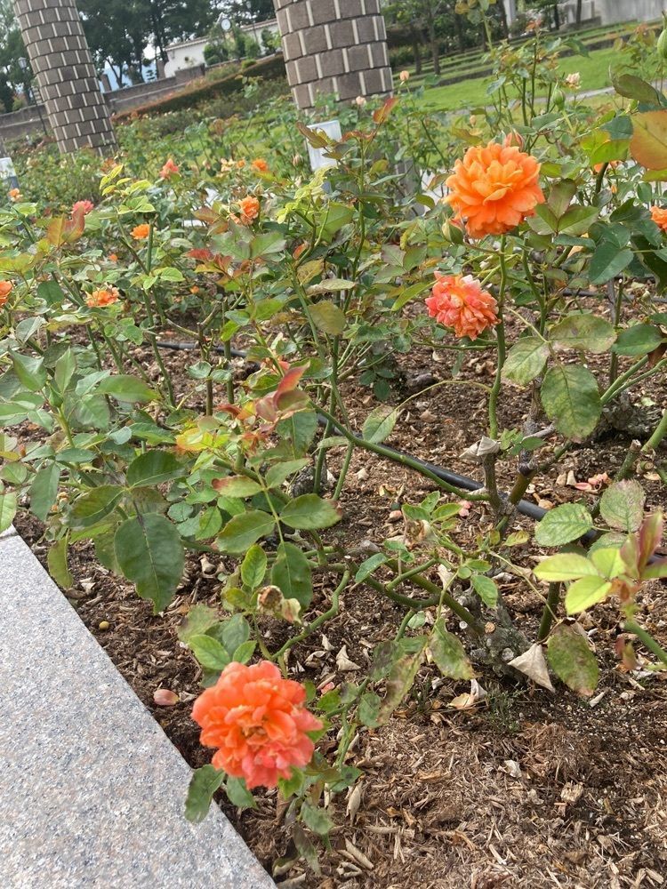 咲空さんが投稿した荒牧バラ公園に関する口コミの画像