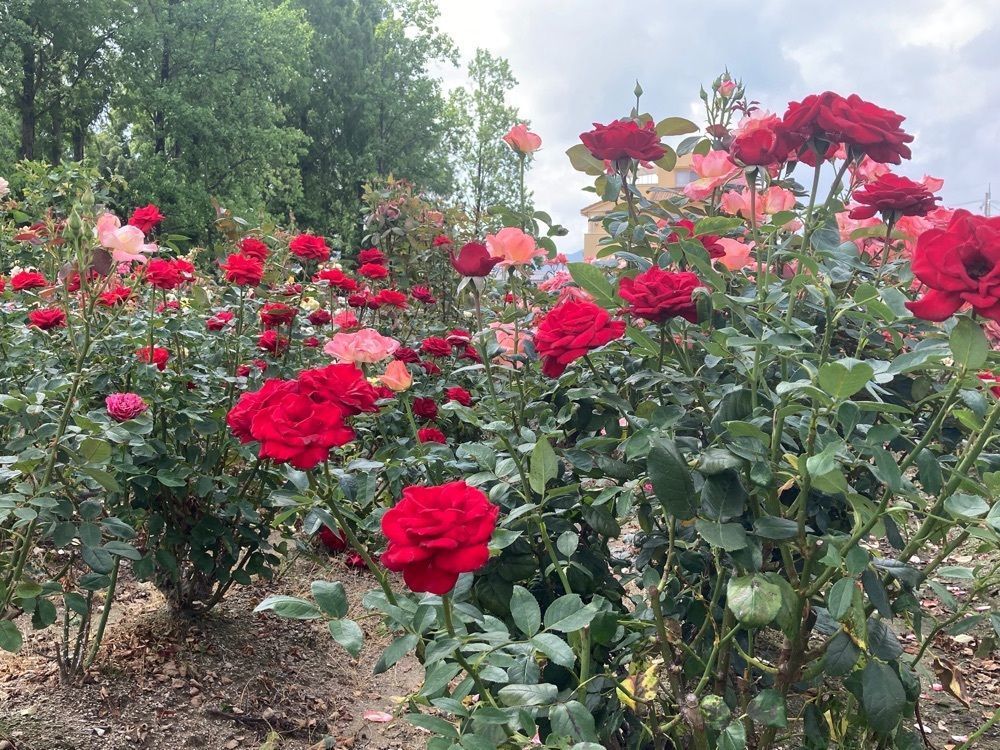 咲空さんが投稿した荒牧バラ公園に関する口コミの画像