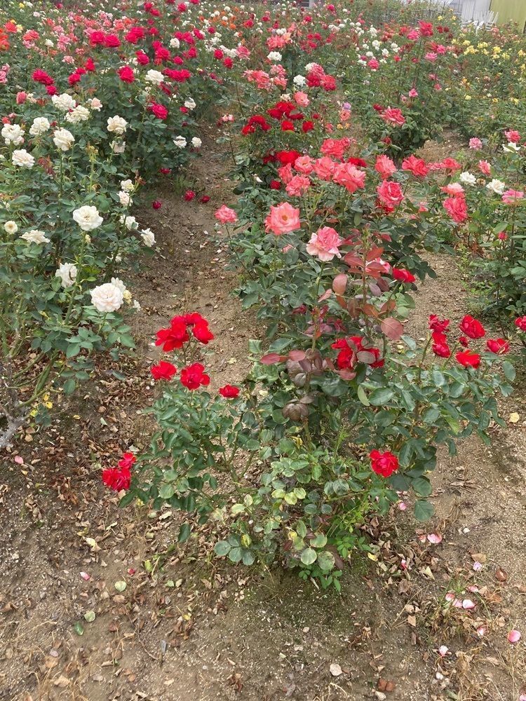 咲空さんが投稿した荒牧バラ公園に関する口コミの画像