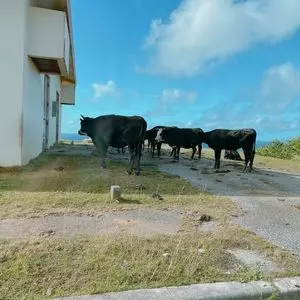 与那国島