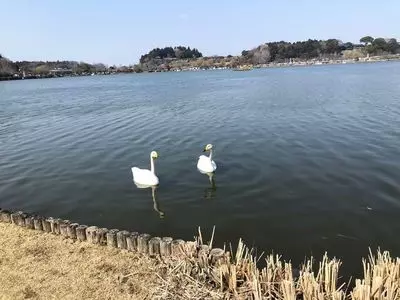 千波公園