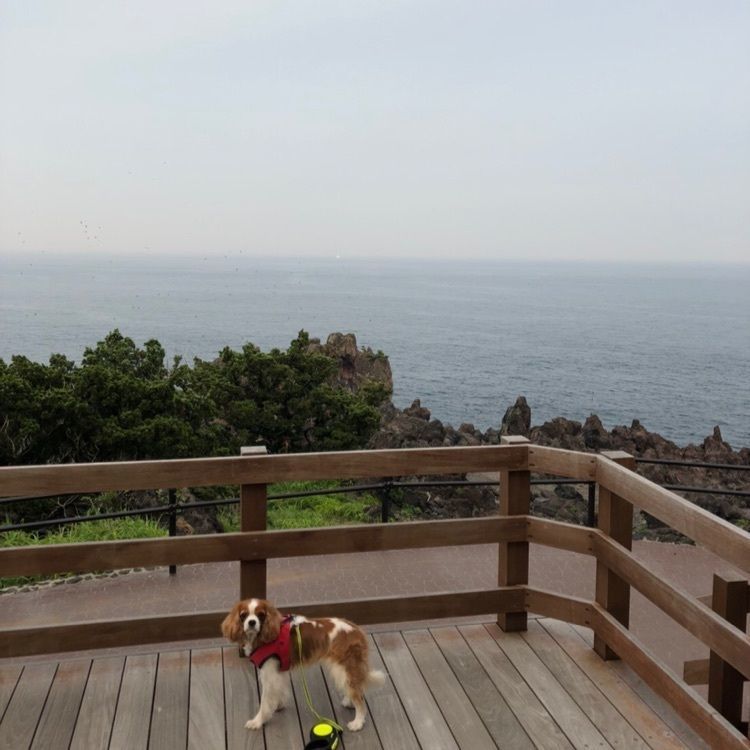 yuu0519さんが投稿した橋立つり橋に関する口コミの画像