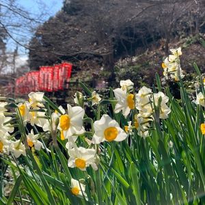 豊橋のもみじ寺普門寺 6枚目