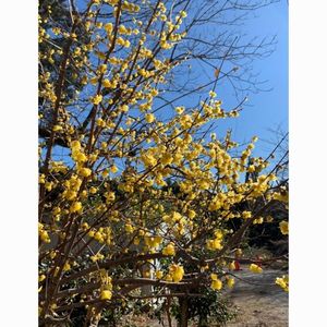 豊橋のもみじ寺普門寺 7枚目