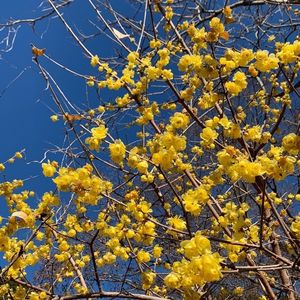 豊橋のもみじ寺普門寺 8枚目