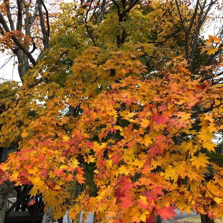 からっ風②さんが投稿した銀山平公園に関する口コミの画像