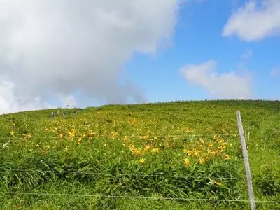 車山高原のニッコウキスゲ