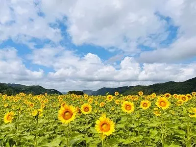 佐用町南光ひまわり畑