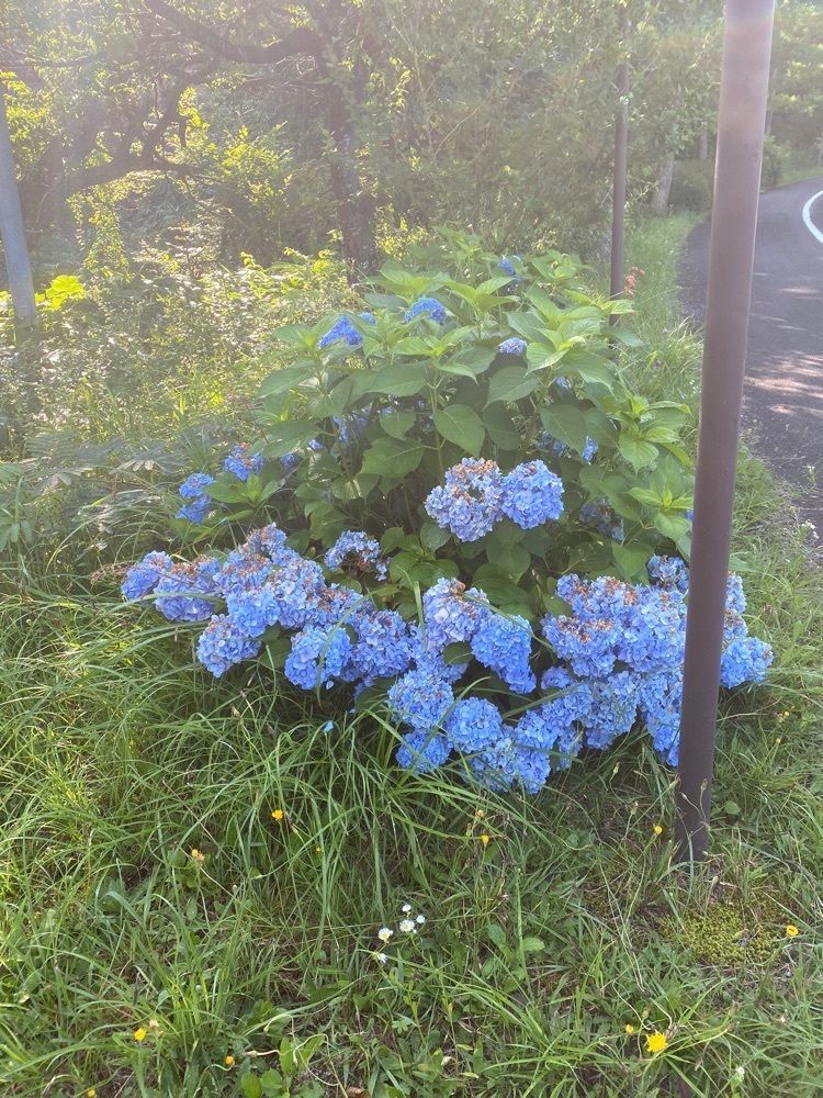 あるふぃすたさんが投稿した上蒜山に関する口コミの画像