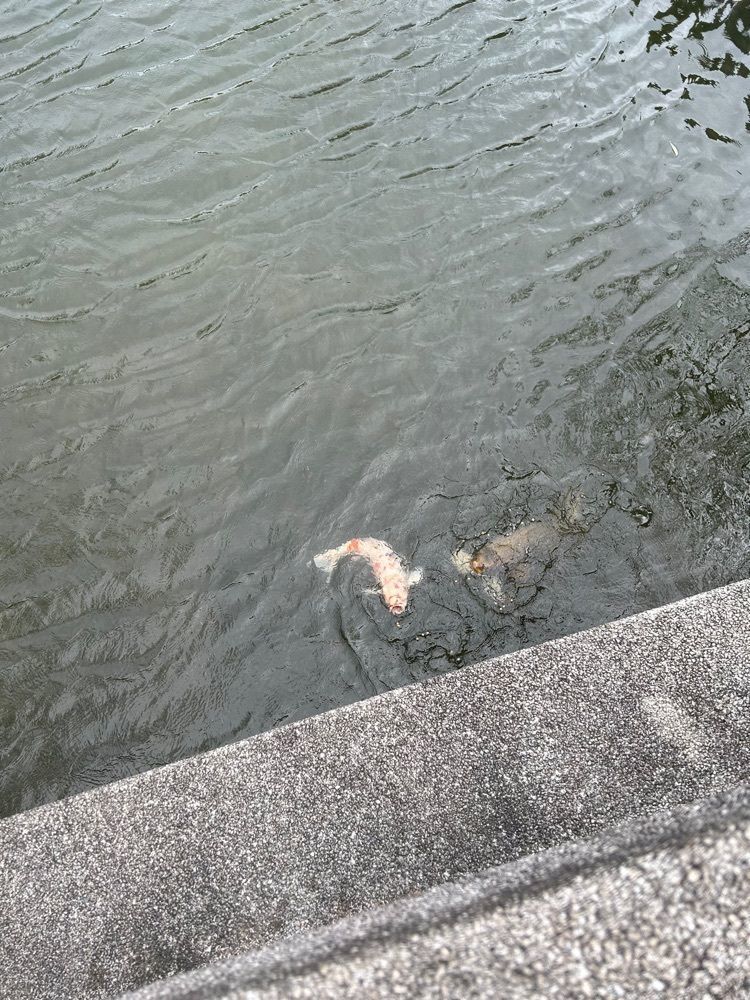閑さんが投稿した城崎温泉　心の宿　三國屋に関する口コミの画像