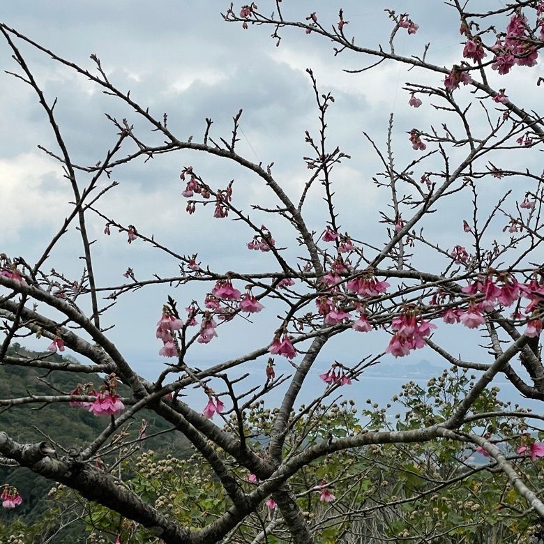 odeka-Kさんが投稿した八重岳の桜並木に関する口コミの画像