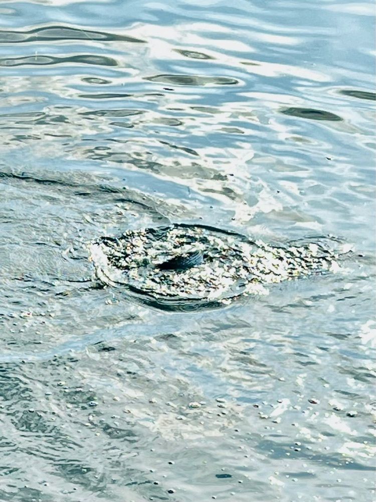 ビンカさんが投稿した大磯港 湘南しらす ふじ丸に関する口コミの画像
