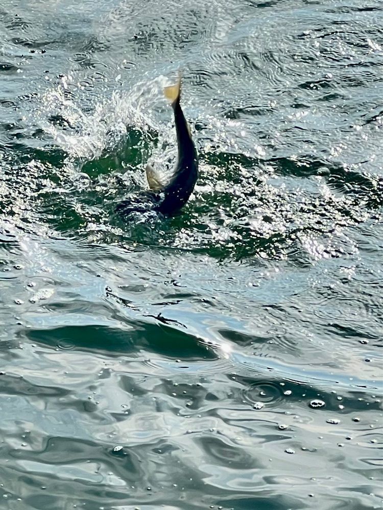 ビンカさんが投稿した大磯港 湘南しらす ふじ丸に関する口コミの画像