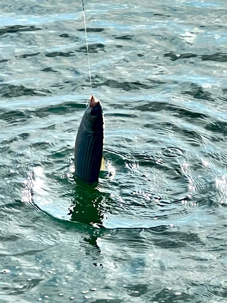 ビンカさんが投稿した大磯港 湘南しらす ふじ丸に関する口コミの画像