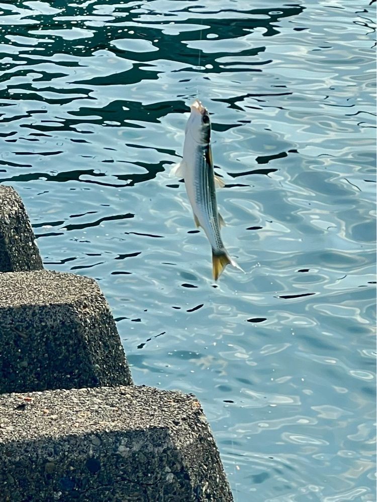 ビンカさんが投稿した大磯港 湘南しらす ふじ丸に関する口コミの画像