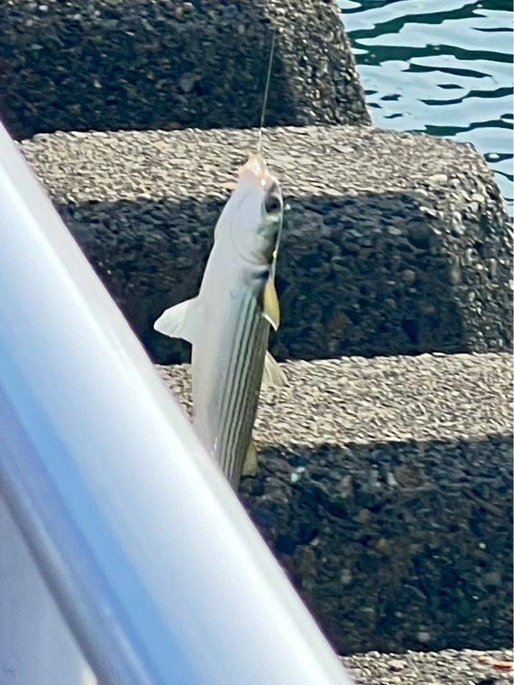 ビンカさんが投稿した大磯港 湘南しらす ふじ丸に関する口コミの画像