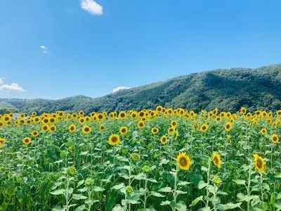ひまわり畑