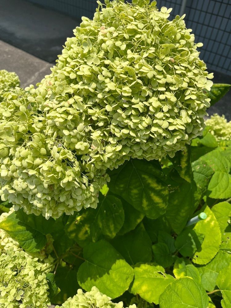 ヤベっちさんが投稿した玄海堂に関する口コミの画像