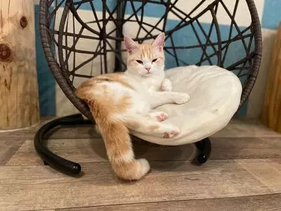 猫喫茶 空陸家plus 渋谷スペイン坂店（Cat cafe COORIKUYAplus）