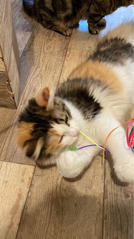 ぷだおくんさんが投稿した猫喫茶 空陸家plus 渋谷スペイン坂店（Cat cafe COORIKUYAplus）に関する口コミの画像