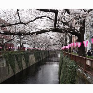 目黒川（桜並木）