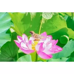 白鷺公園ハナショウブ園