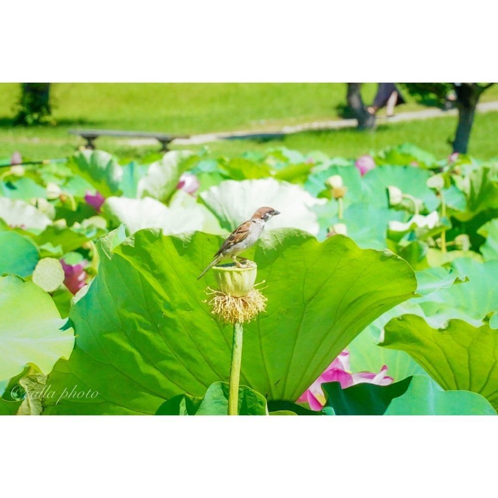 urban_garden_243aさんが投稿した白鷺公園ハナショウブ園に関する口コミの画像