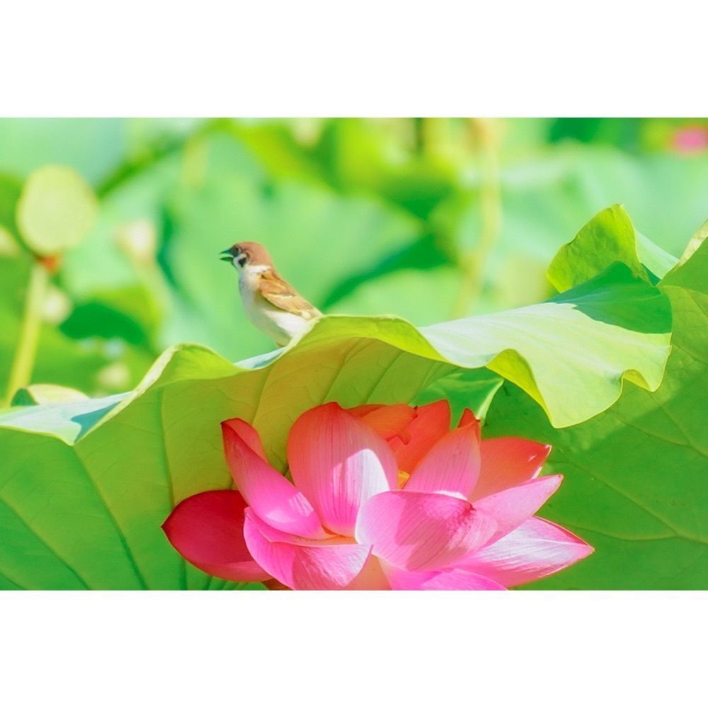 urban_garden_243aさんが投稿した白鷺公園ハナショウブ園に関する口コミの画像
