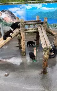昭和新山熊牧場