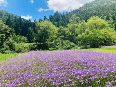 いこいの里 久多キャンプ場 1枚目