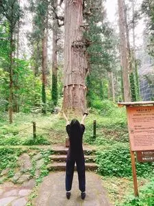 羽黒山爺杉