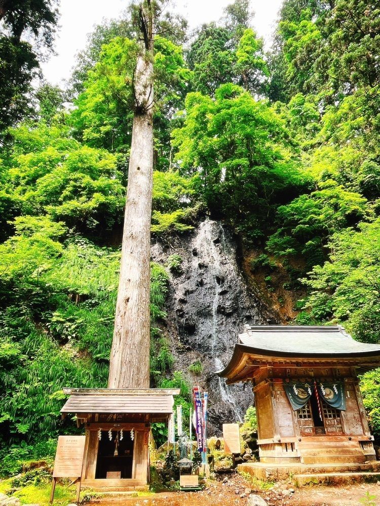 猫なぎ。さんが投稿した羽黒山爺杉に関する口コミの画像