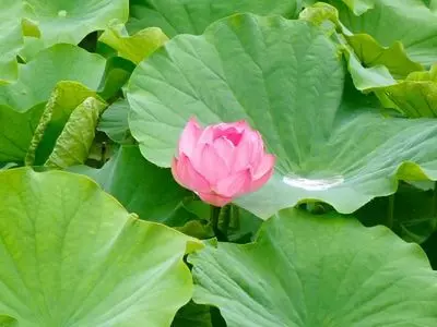 兼六園茶屋 見城亭（ケンジョウテイ）